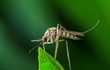 Mosquito-borne Disease Resources